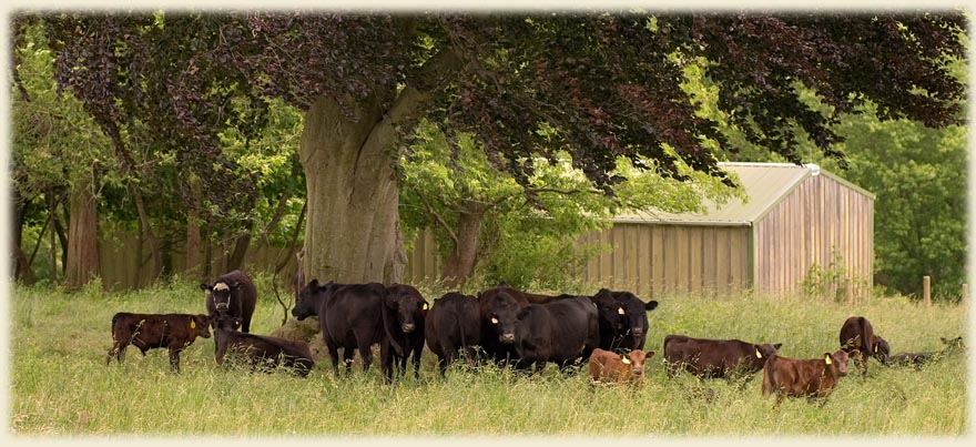 Cattle under tree