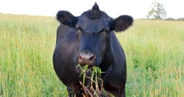 Cow eating grass