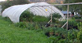 Greenhouse