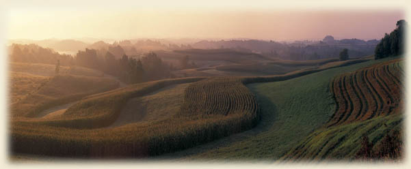 Field at sunrise